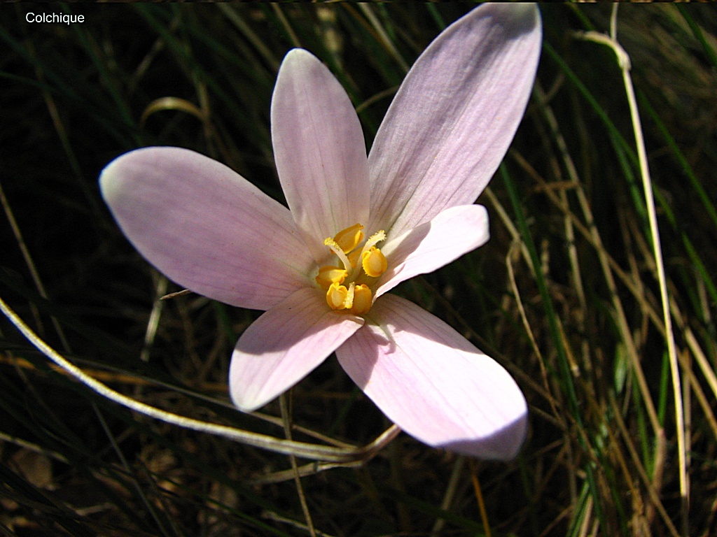 Fonds d'cran Nature Fleurs colchique