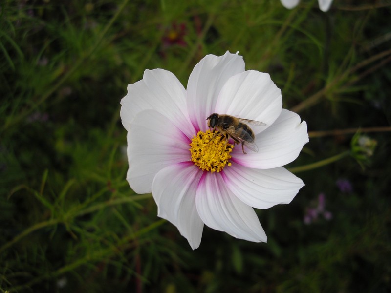 Fonds d'cran Nature Fleurs 