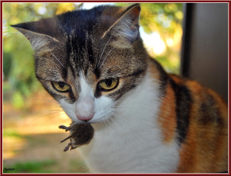 Fonds d'cran Animaux Chats - Chatons Mouchette la chasseresse.