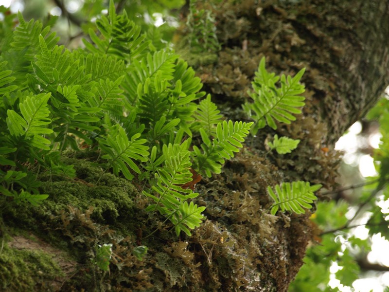 Fonds d'cran Nature Feuilles - Feuillages 