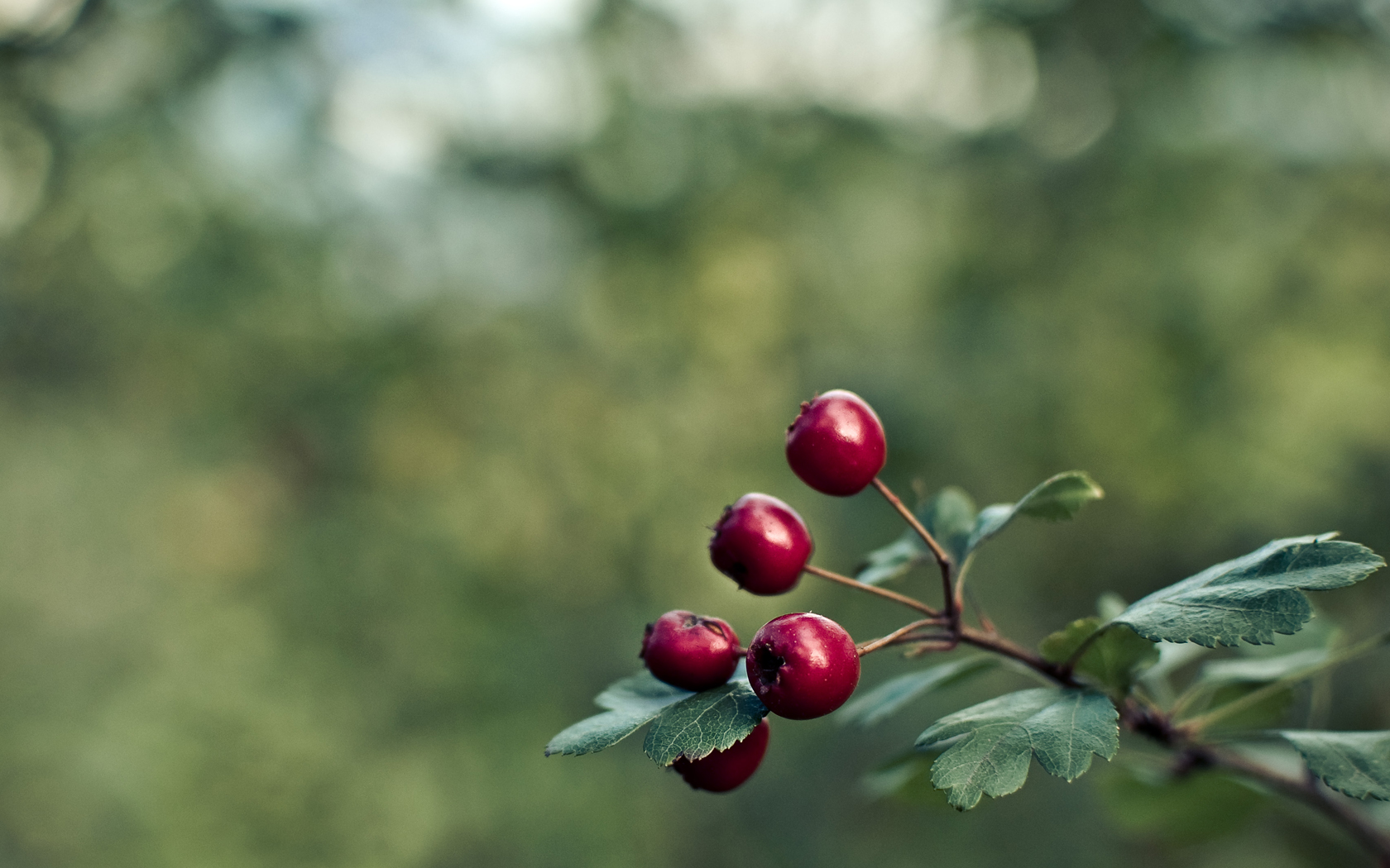 Wallpapers Nature Fruits Fruits d'automne