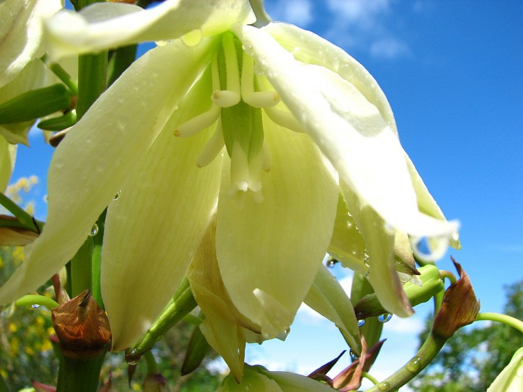 Fonds d'cran Nature Fleurs fleur de youka 