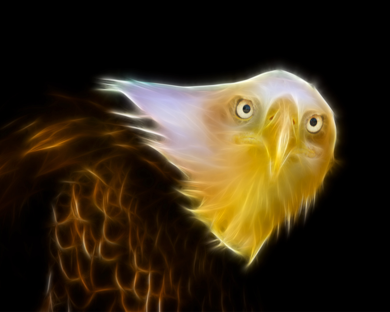 Wallpapers Animals Birds - Raptors Sherkan le Pygargue  Tte Blanche