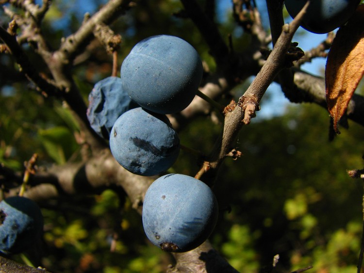 Wallpapers Nature Fruits Fruits du prunellier