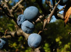 Fonds d'cran Nature Fruits du prunellier