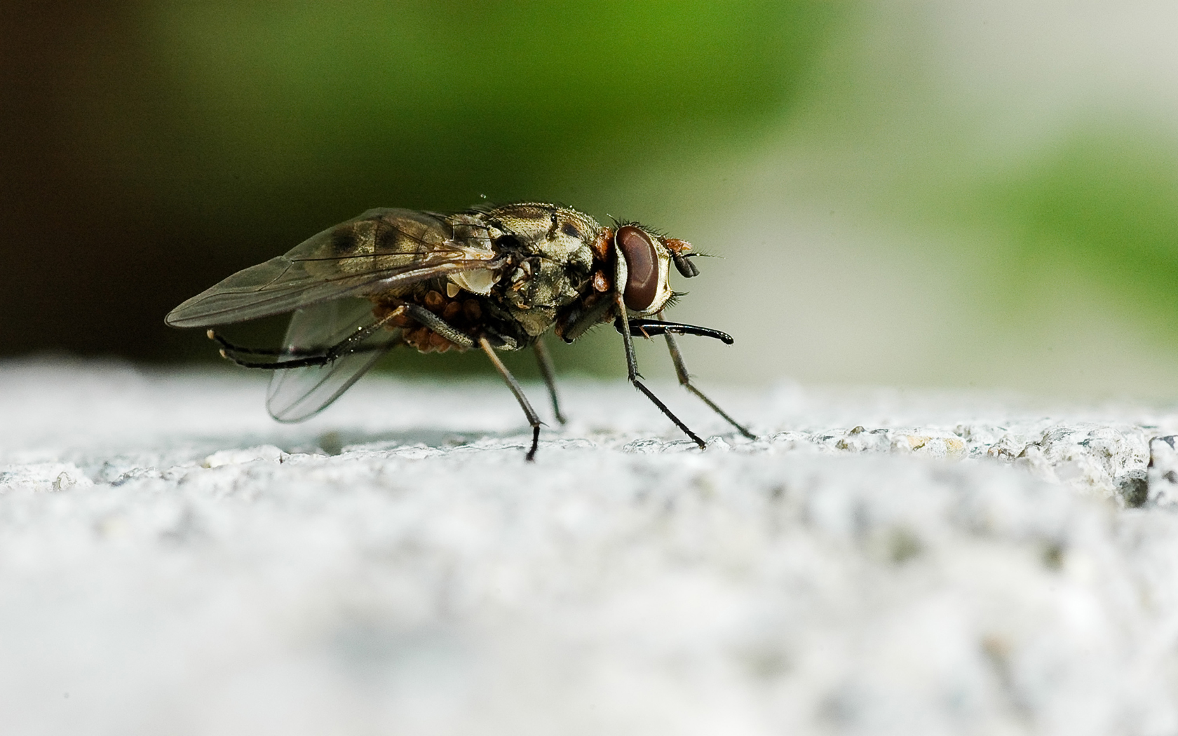 Wallpapers Animals Insects - Flies 