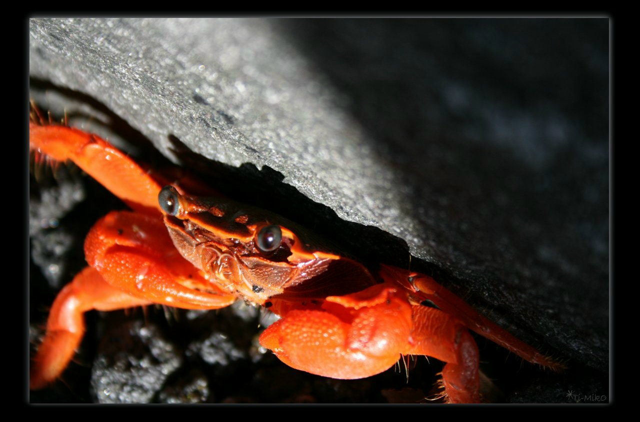 Wallpapers Animals Sealife - Fishes 