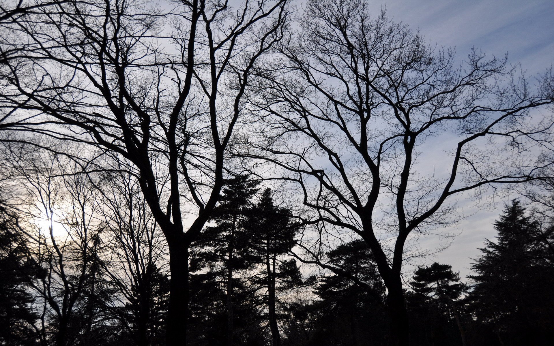 Fonds d'cran Nature Arbres - Forts 