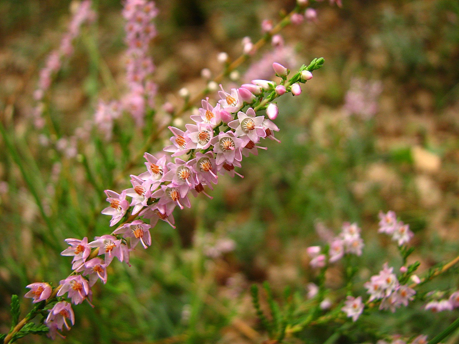 Wallpapers Nature Flowers Fleurs de bruyre