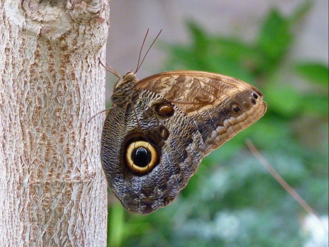 Fonds d'cran Animaux Insectes - Papillons 