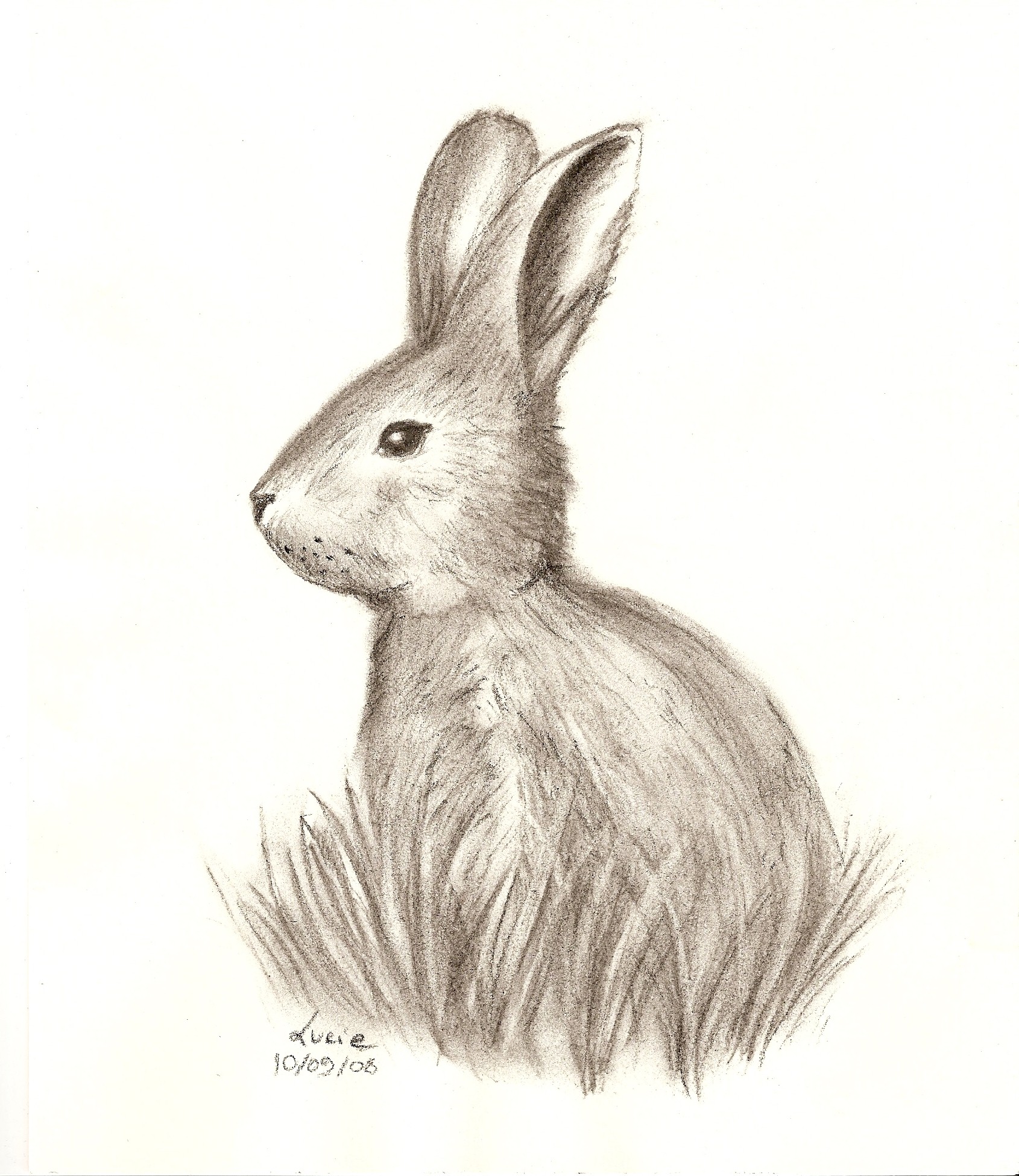 Wallpapers Art - Pencil Animals - Rabbits Lapin au fusain