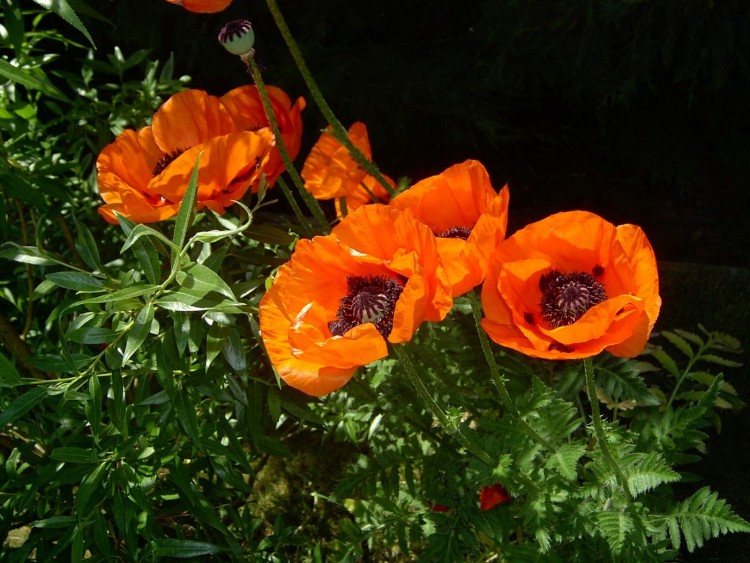 Fonds d'cran Nature Fleurs COQUELICOTS