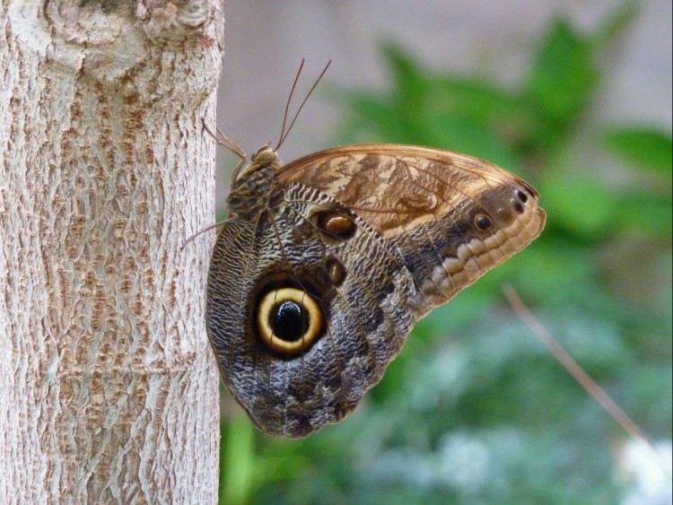 Fonds d'cran Animaux Insectes - Papillons Wallpaper N247976