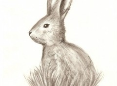 Wallpapers Art - Pencil Lapin au fusain