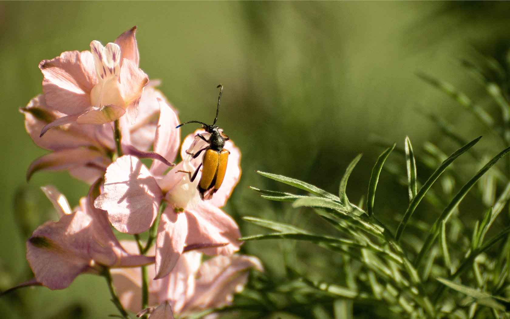 Fonds d'cran Animaux Insectes - Divers 