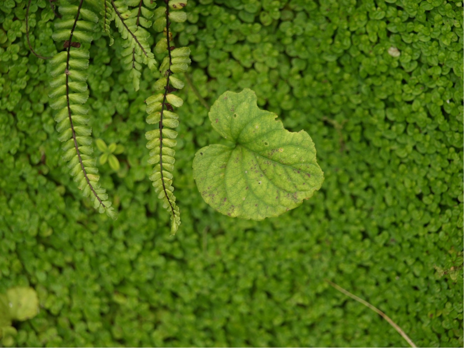 Fonds d'cran Nature Feuilles - Feuillages 