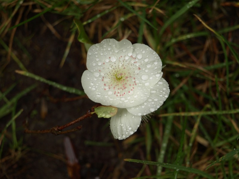 Fonds d'cran Nature Fleurs 