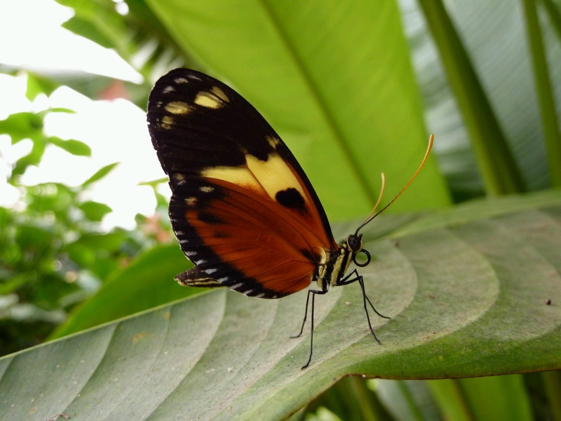 Wallpapers Animals Insects - Butterflies 