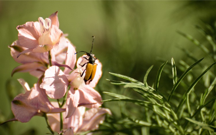 Fonds d'cran Animaux Insectes - Divers Wallpaper N248134