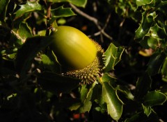 Fonds d'cran Nature Fruit du chne kerms