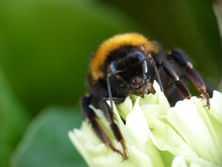 Fonds d'cran Animaux Insectes - Abeilles Gupes ... Bourdon