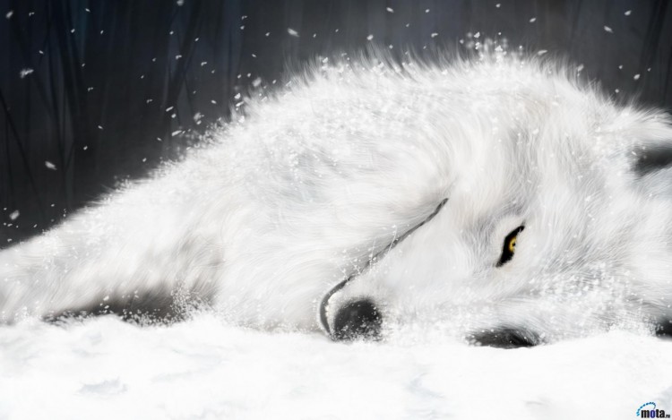 Wallpapers Digital Art Animals Wolf