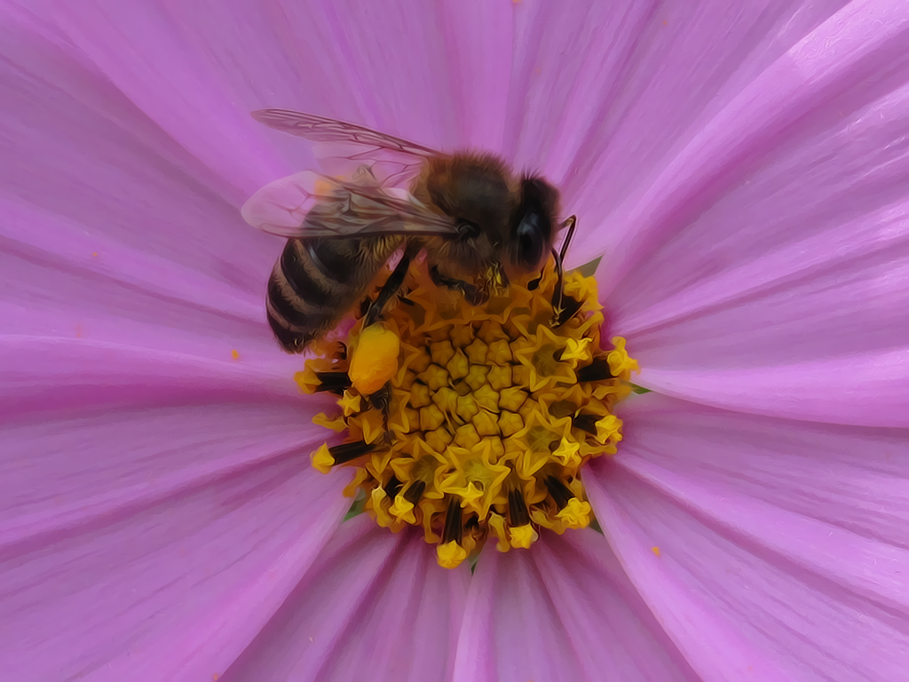 Fonds d'cran Animaux Insectes - Abeilles Gupes ... 