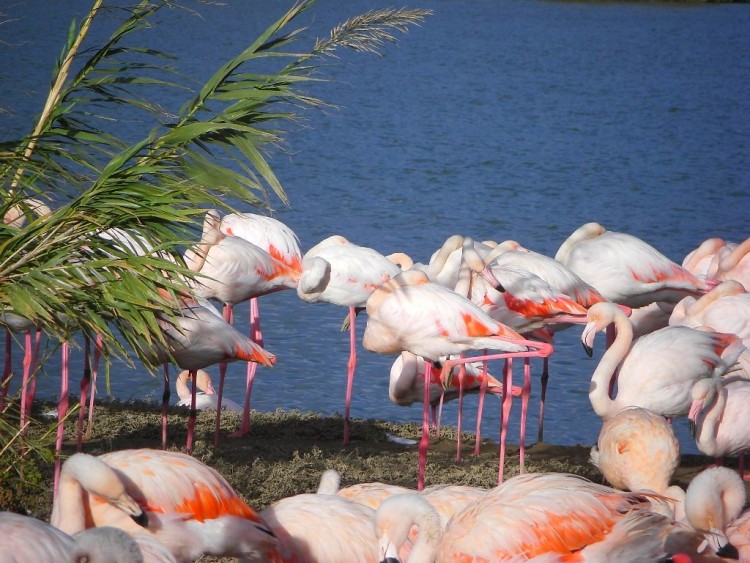 Wallpapers Animals Birds - Flamingos FLAMANTS ROSES