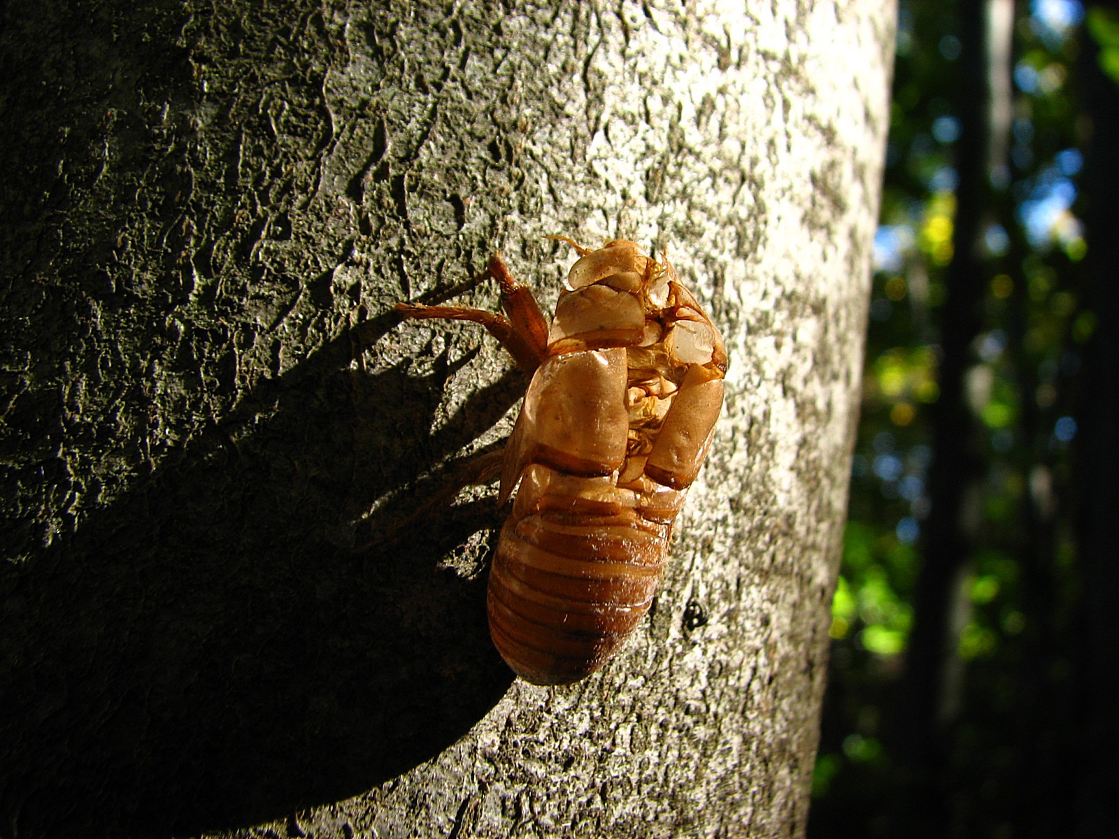 Fonds d'cran Animaux Insectes - Cigales Mue de cigale 