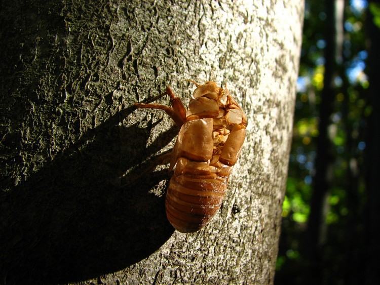 Wallpapers Animals Insects - Cicadas Mue de cigale 