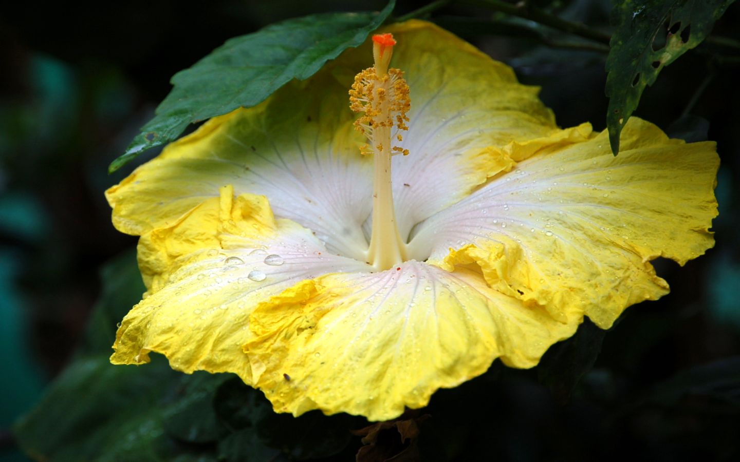 Fonds d'cran Nature Fleurs Hibiscus