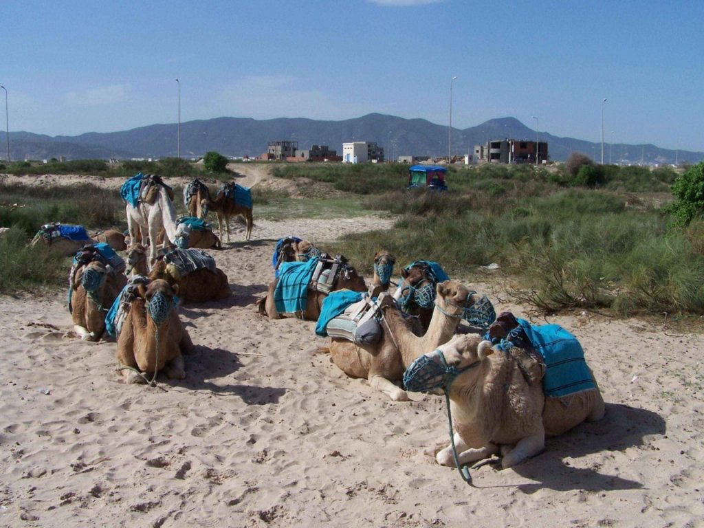 Wallpapers Animals Dromedaries - Camels caravane au repos