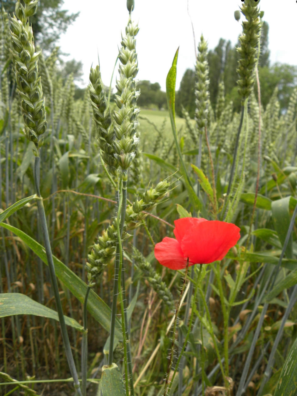 Wallpapers Nature Flowers 