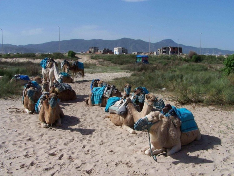 Fonds d'cran Animaux Dromadaires - Chameaux caravane au repos