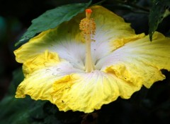 Fonds d'cran Nature Hibiscus