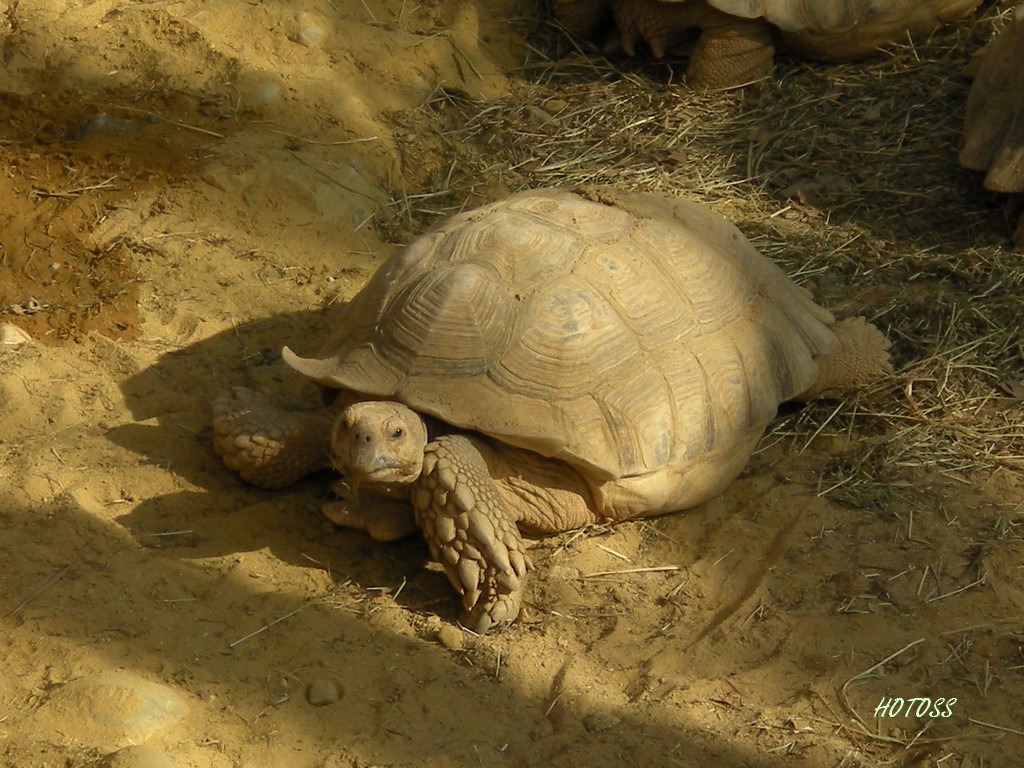 Fonds d'cran Animaux Tortues Tortue