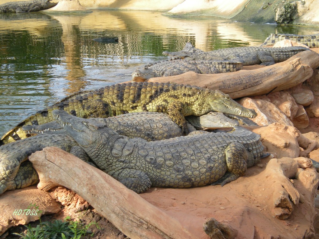 Fonds d'cran Animaux Crocodiles - Alligators - Camans Crocodile