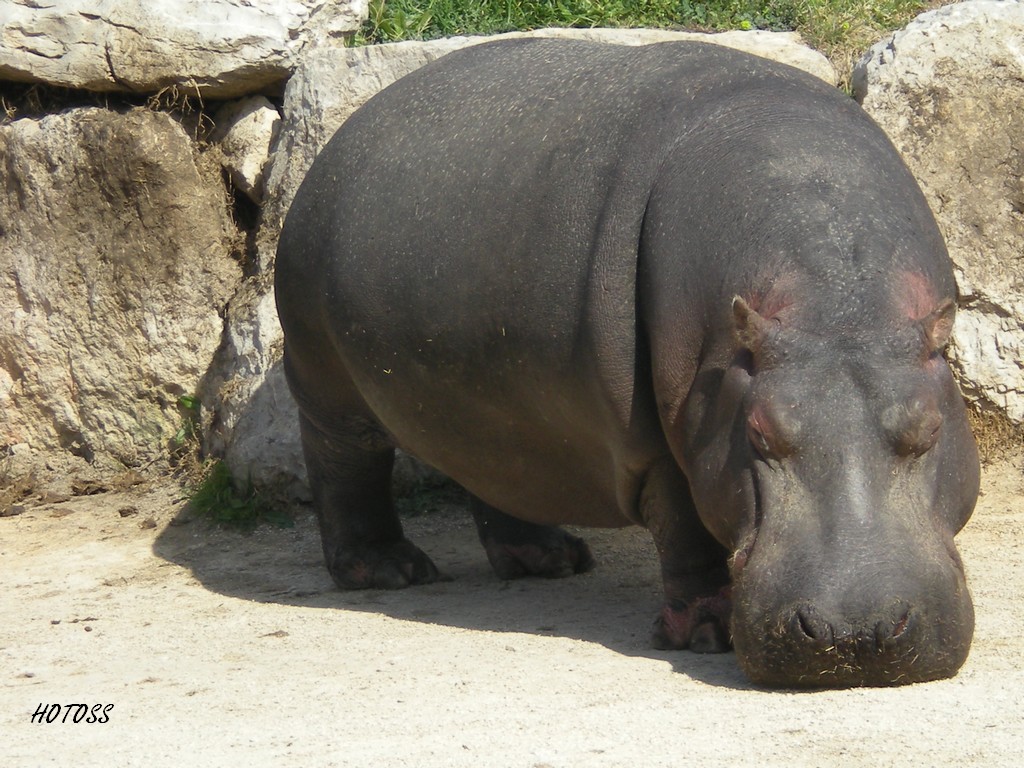 Fonds d'cran Animaux Hippopotames Hippopotame