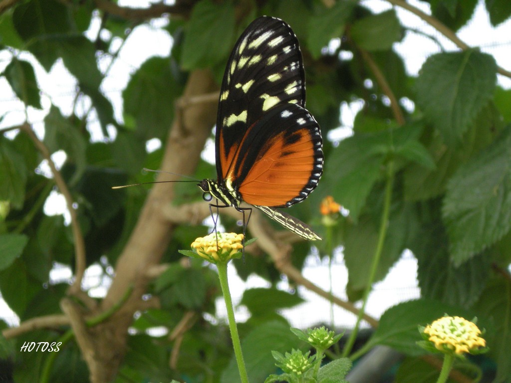 Fonds d'cran Animaux Insectes - Papillons Papillon