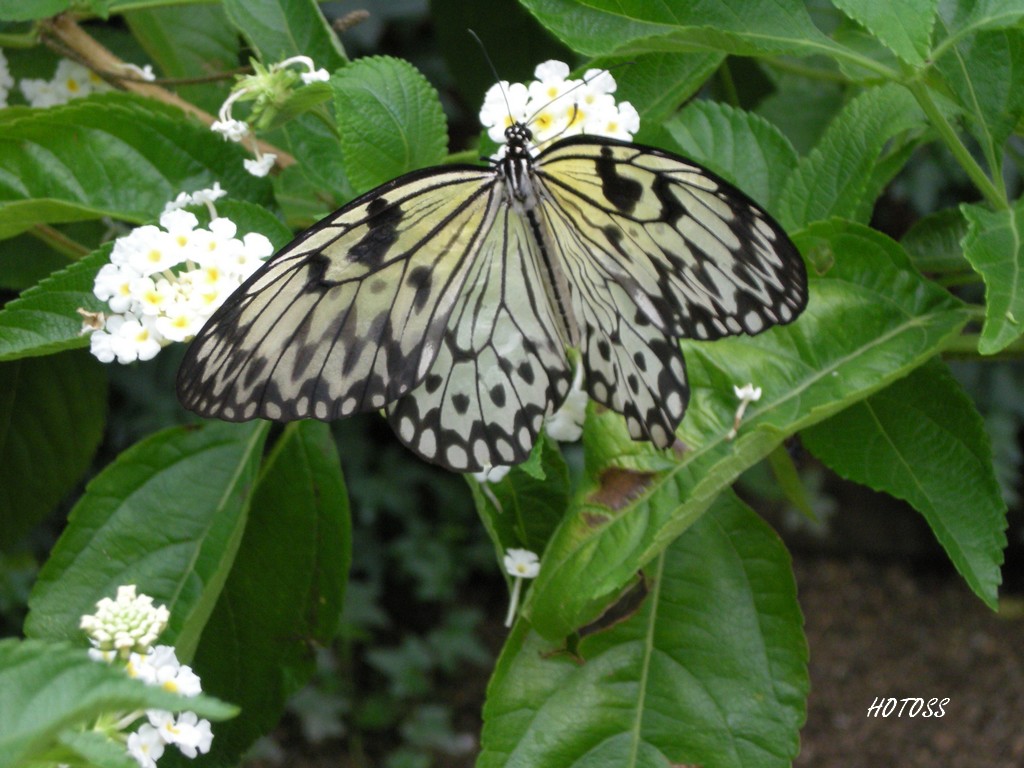 Fonds d'cran Animaux Insectes - Papillons Papillon