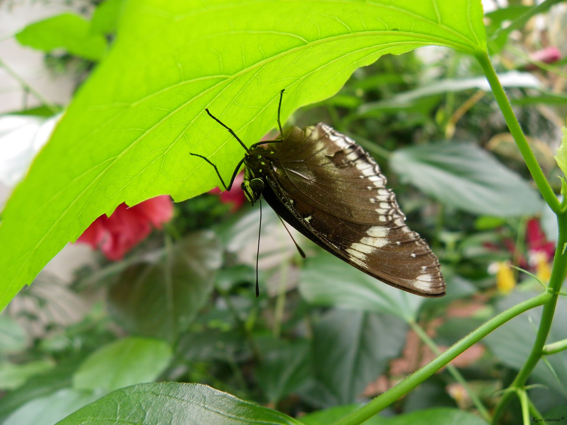 Wallpapers Animals Insects - Butterflies 