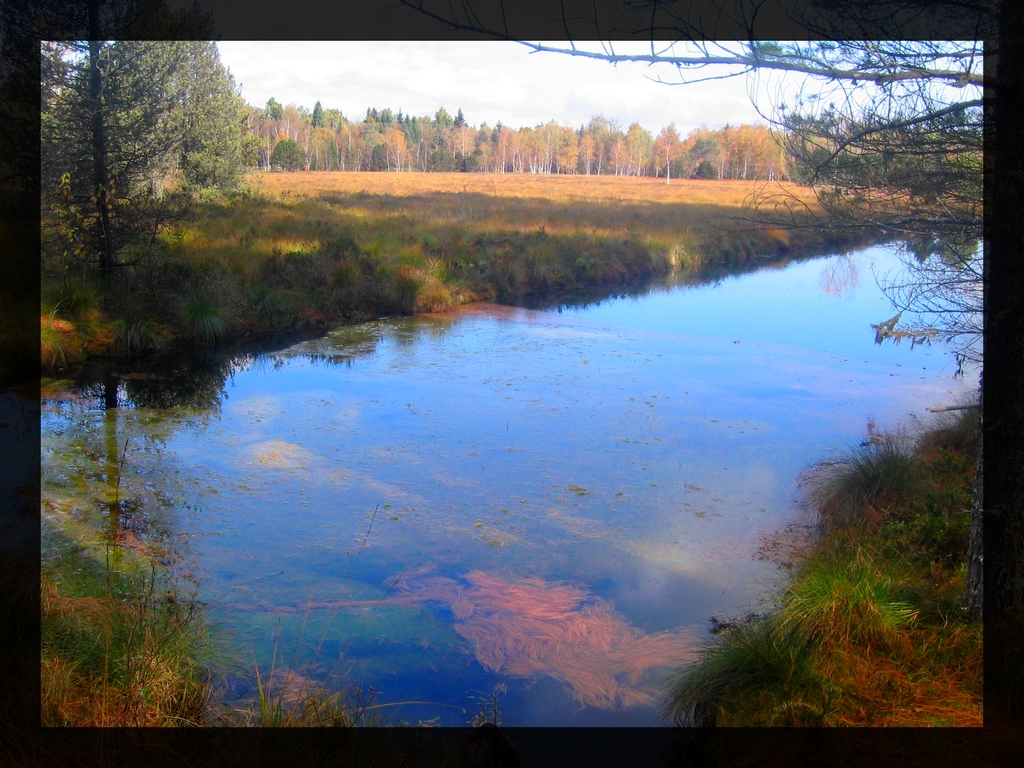 Fonds d'cran Nature Lacs - Etangs Tourbire (Doubs)