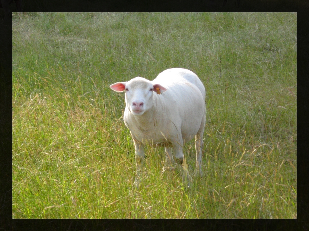 Fonds d'cran Animaux Moutons - Mouflons 