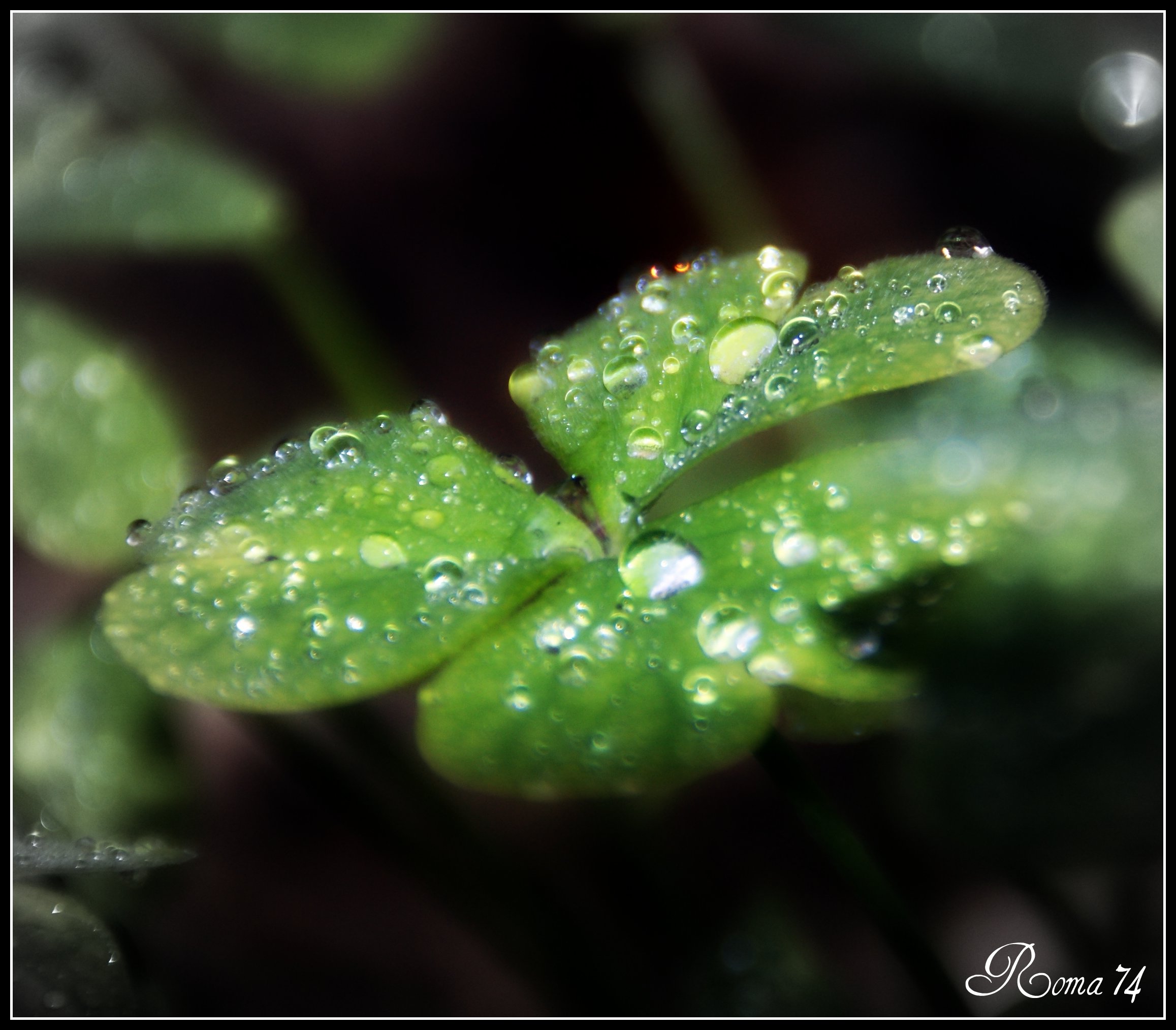 Fonds d'cran Nature Eau - Gouttes, rose Le trefle...aprs la pluie