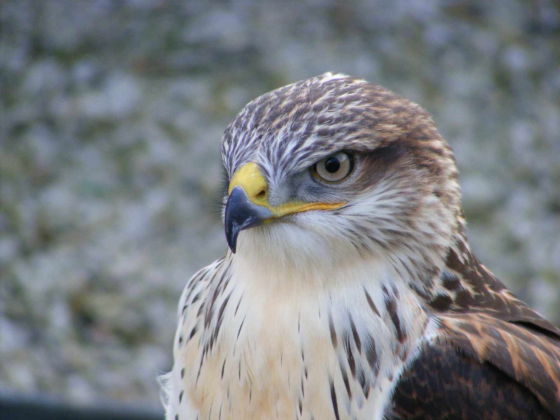 Fonds d'cran Animaux Oiseaux - Faucons 