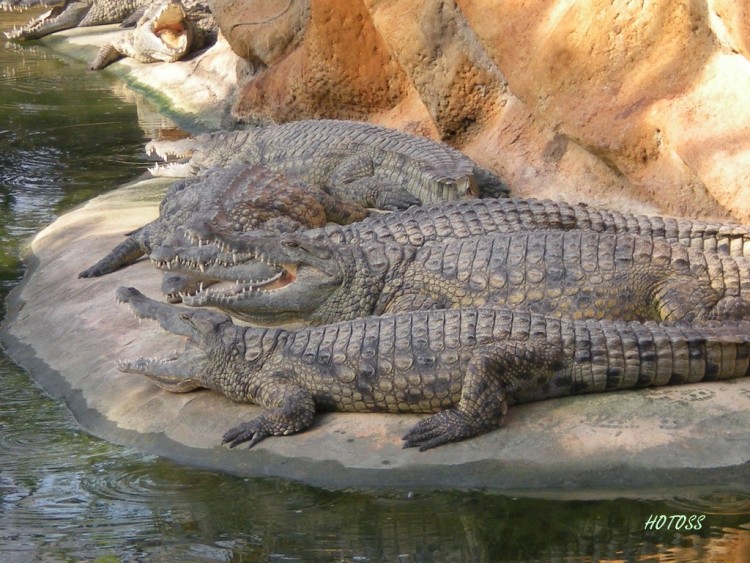 Fonds d'cran Animaux Crocodiles - Alligators - Camans Crocodile