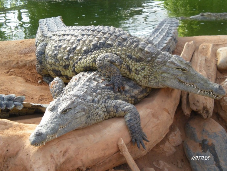 Fonds d'cran Animaux Crocodiles - Alligators - Camans Crocodile