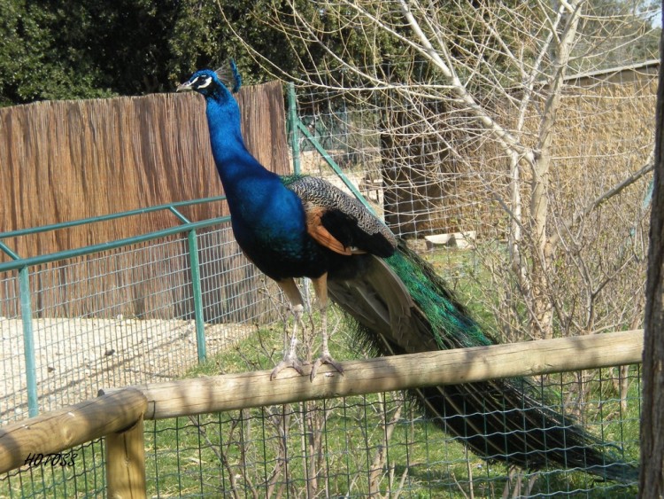 Fonds d'cran Animaux Oiseaux - Paons Paon