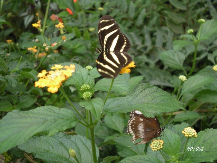 Fonds d'cran Animaux Insectes - Papillons Papillon