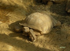 Fonds d'cran Animaux Tortue